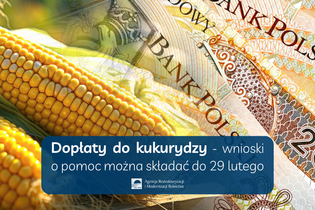 Dopłaty do kukurydzy (002)